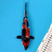 showa 22cm