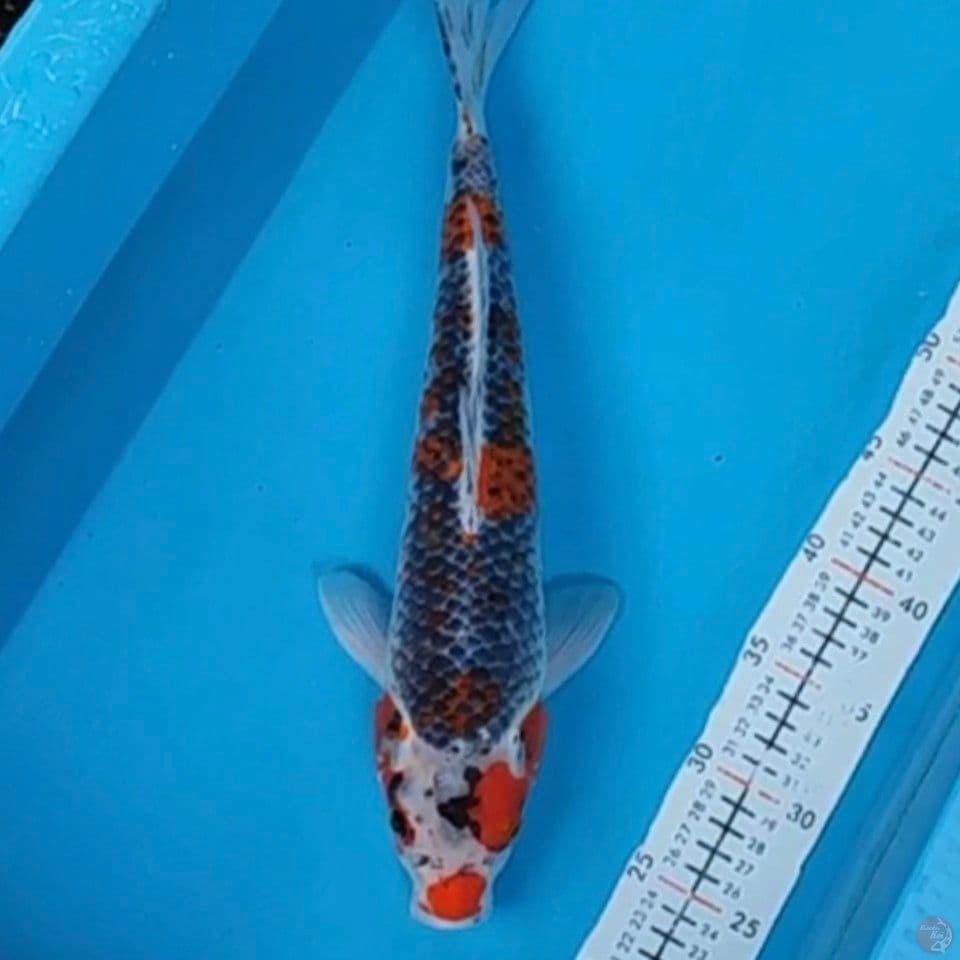 ghosiki 40cm M