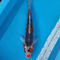 ghosiki 40cm M