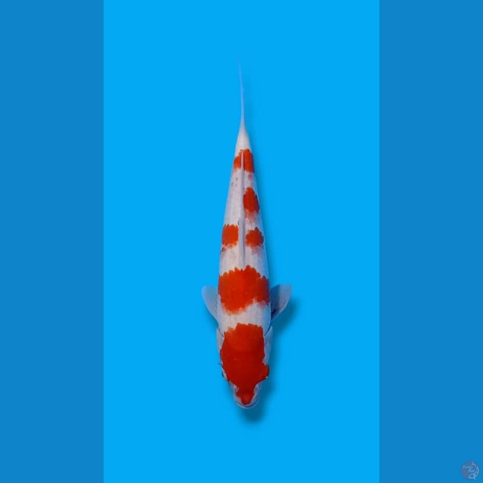 Kohaku M-36CM