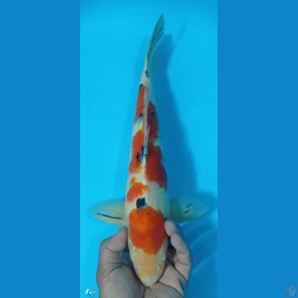 orenge sanke 40cm