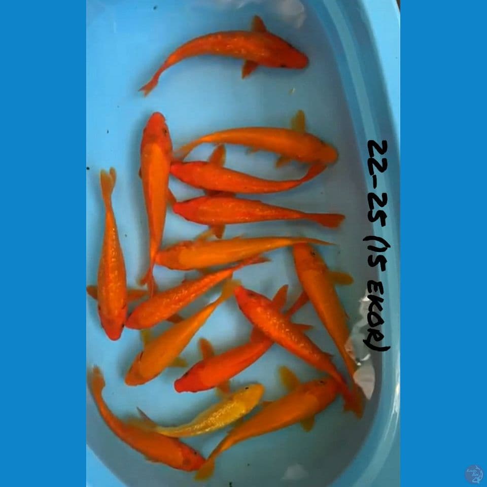 PAKET 22-25 (15 ekornya)