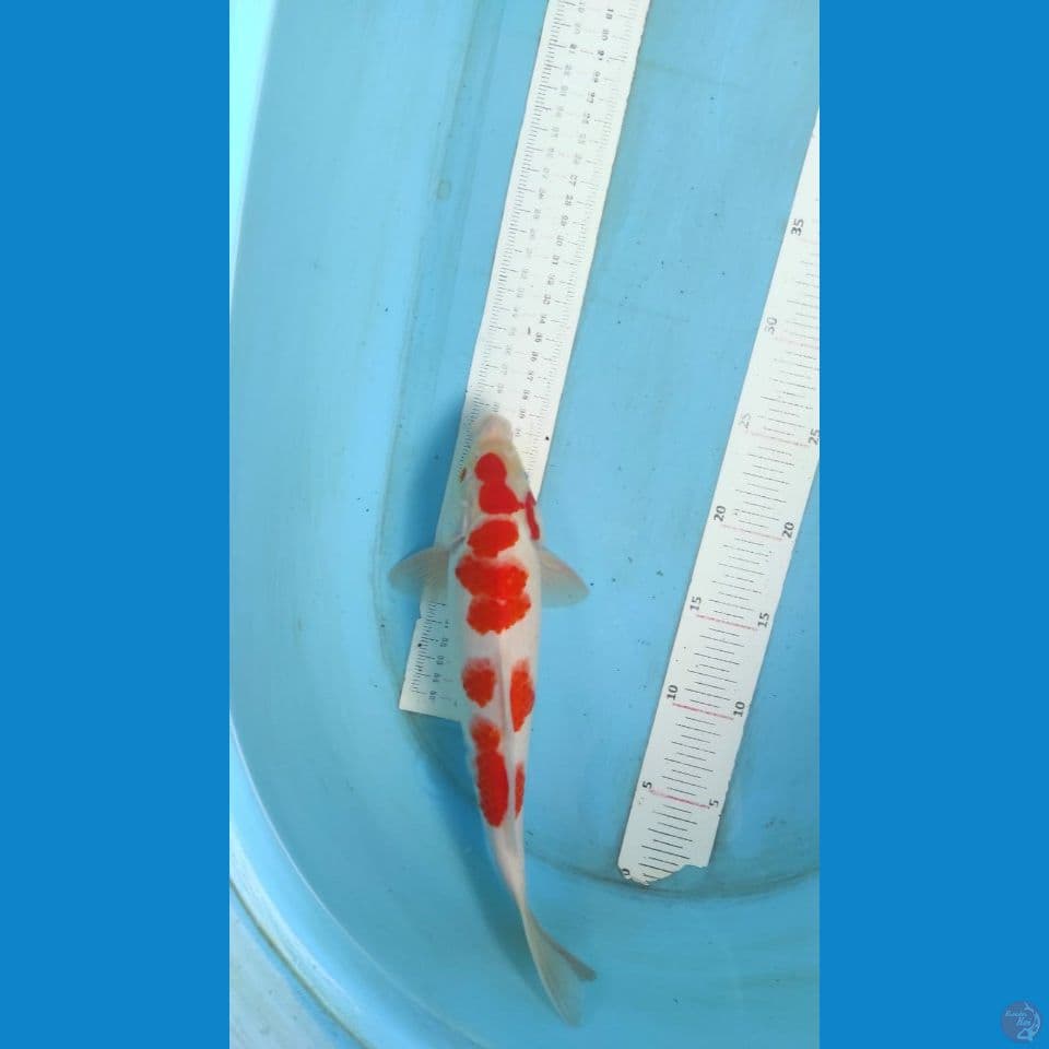 kohaku 30cm jantan