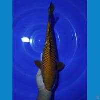 PENJINAK CHAGOI TEMBAGA 37CM
