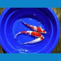 MIX TANCHO KOHAKU SANKE 31-36 ALL JANTAN