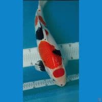 MARUTEN SHOWA HQ MALE 46CM