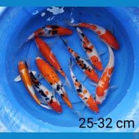 kohaku sanke 25-32 cm