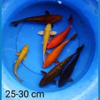 polosan 25-30 cm