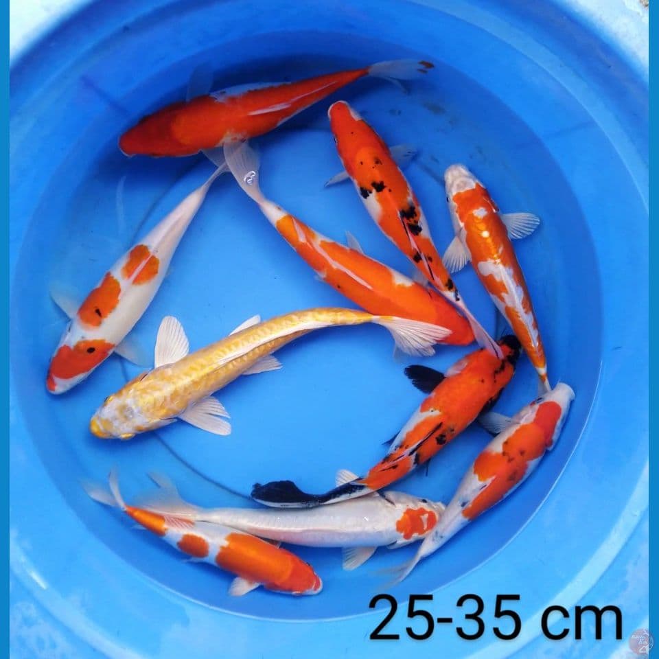 mix 25-35 cm