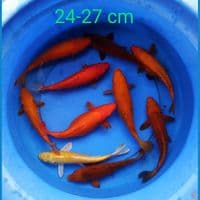 ogon 24-27 cm
