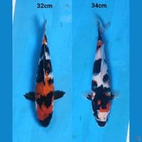 32-34cm 