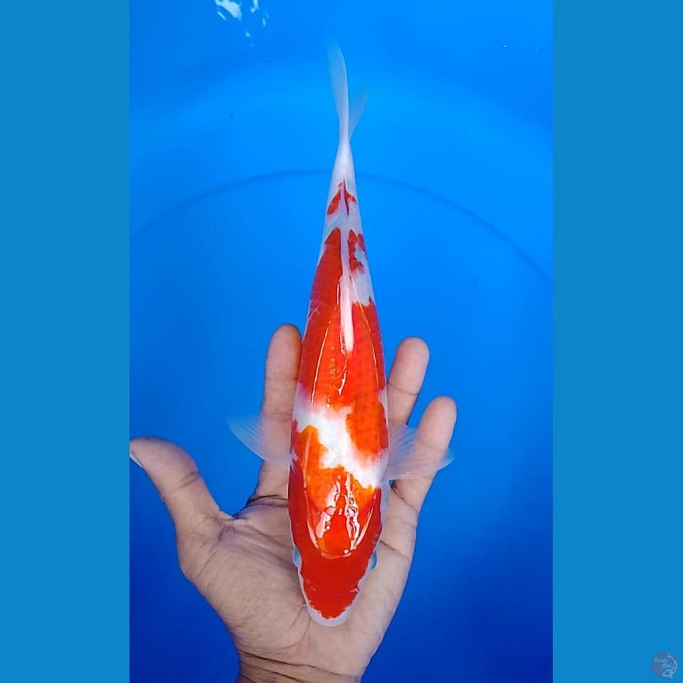 ai goromo size 27 cm.m