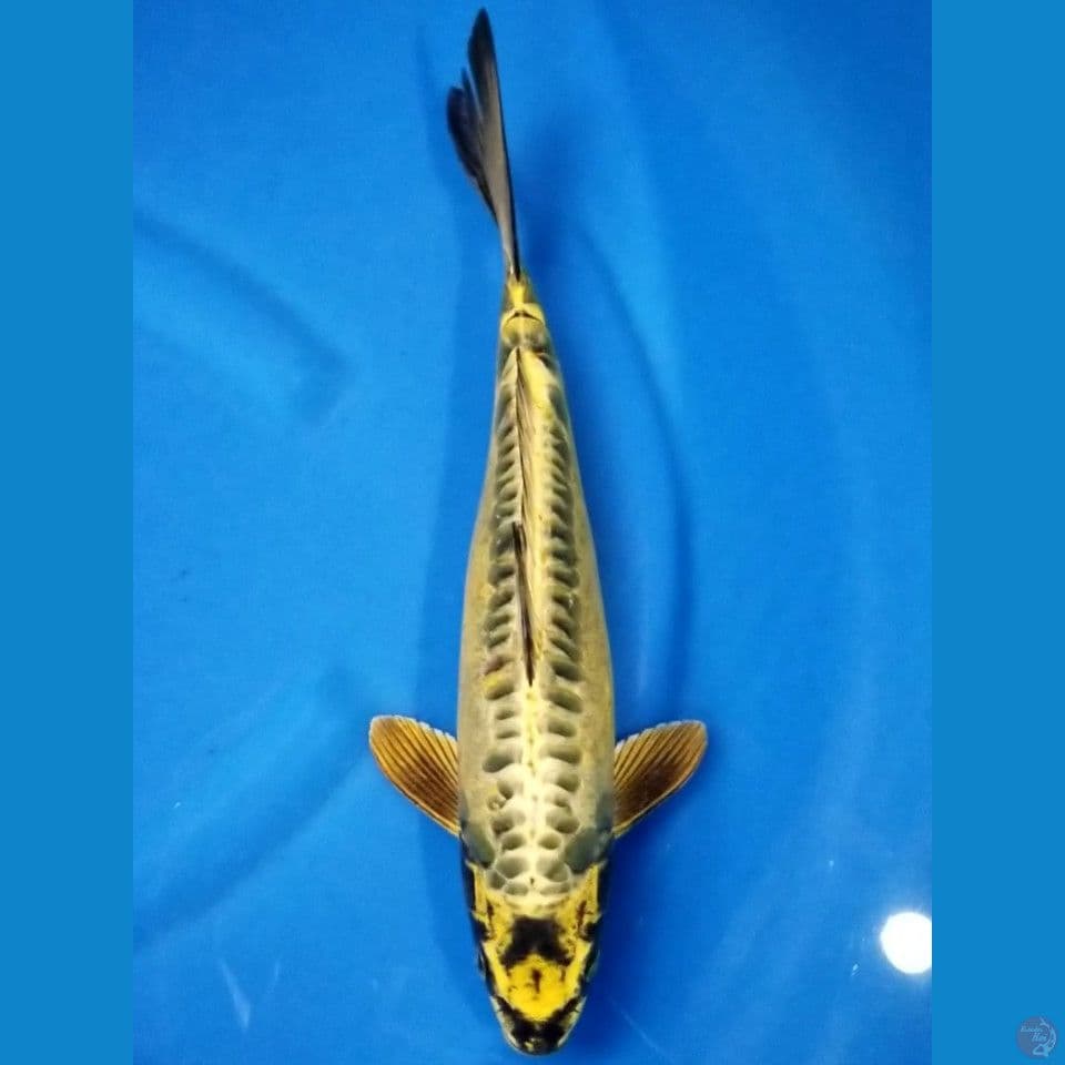 RARE ARAGOKE 35 CM