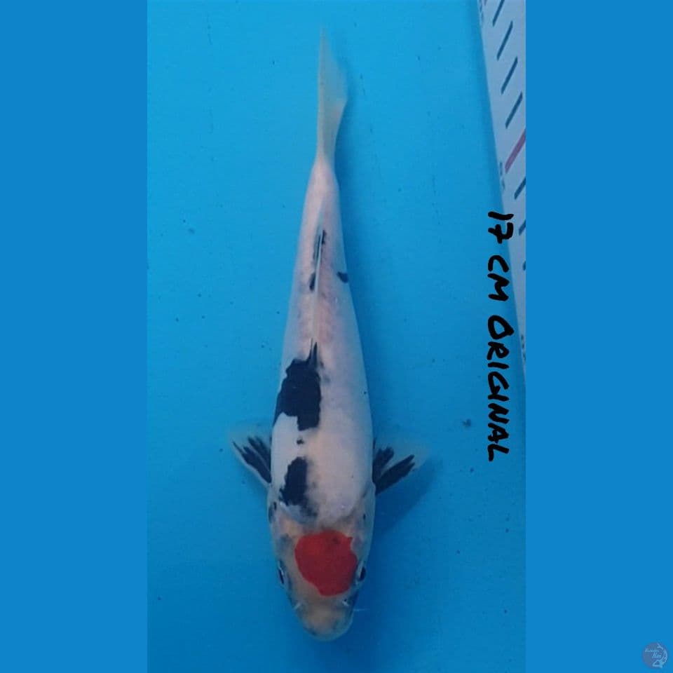 17 CM TANCHO ORI