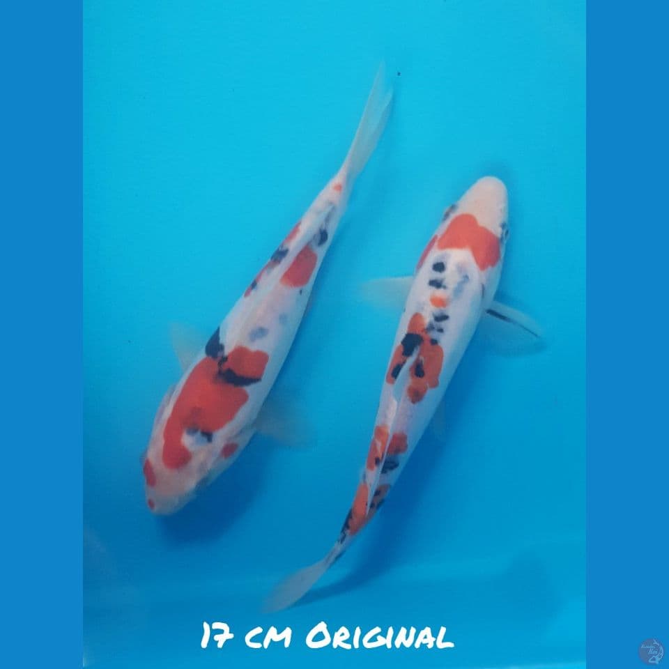 17 CM DUO SANKE DOIT HALUS