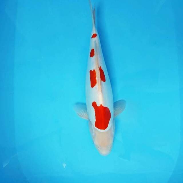 KENZEI 1 ~ KOHAKU DOITSU MURNI,-