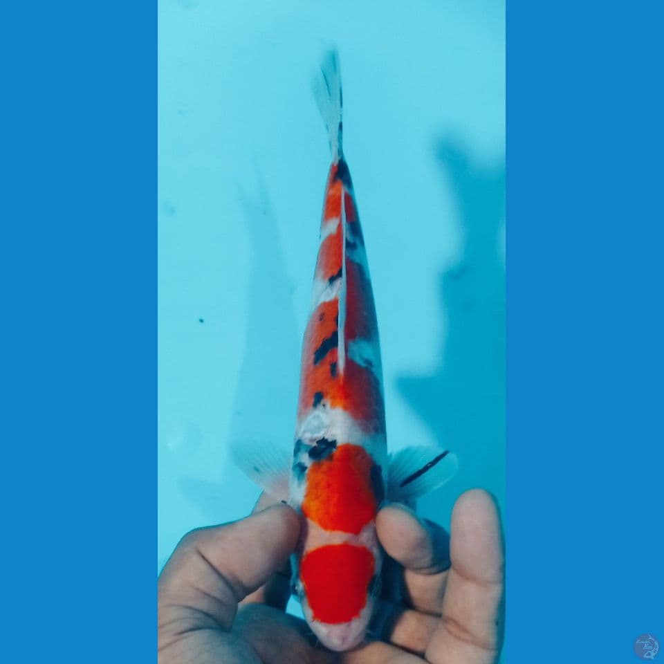 maruten 25