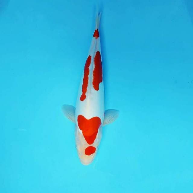KENZEI 2 ~ KOHAKU DOITSU MURNI,-