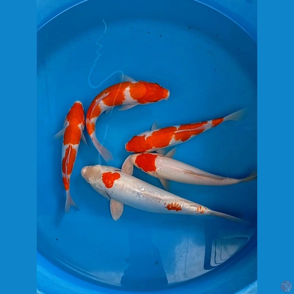 paket mix, 20-30 cm