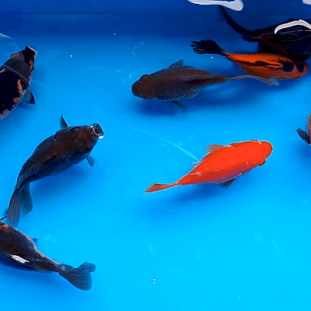 Tamasba shot taill 12 14 cm