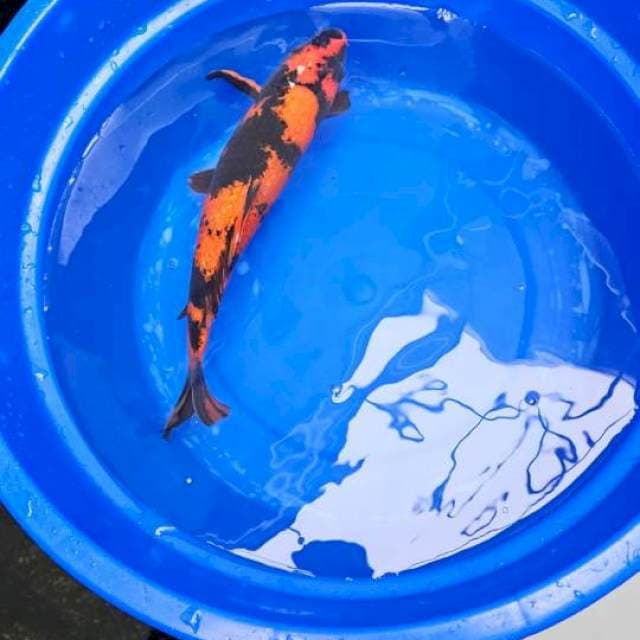 Hi hutsuri ginrin 30 cm male 