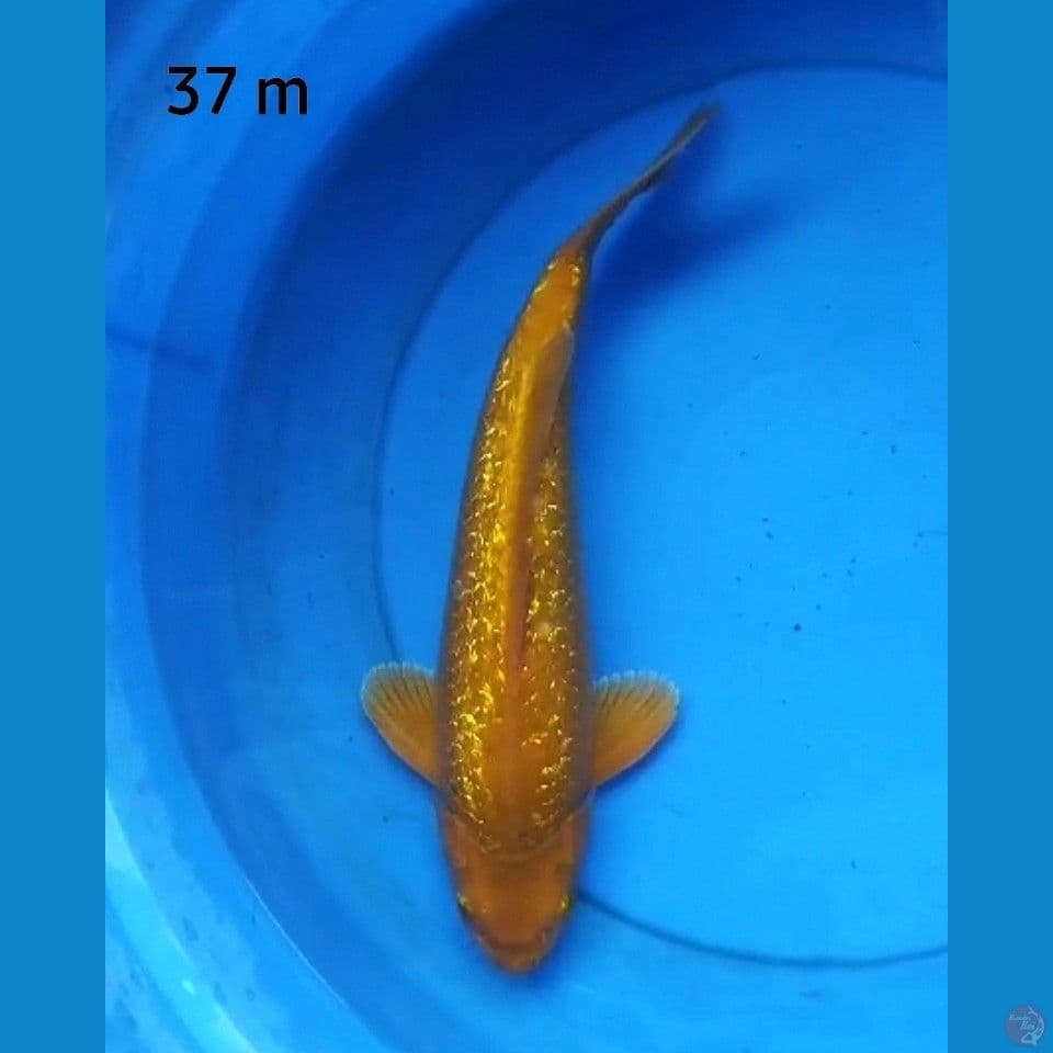 Karamel ginrin 37 cm male