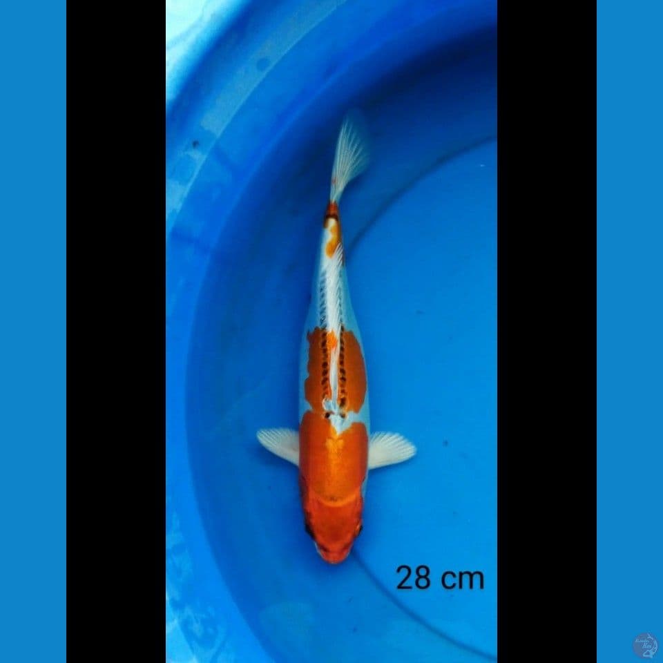 Kiko 28 cm