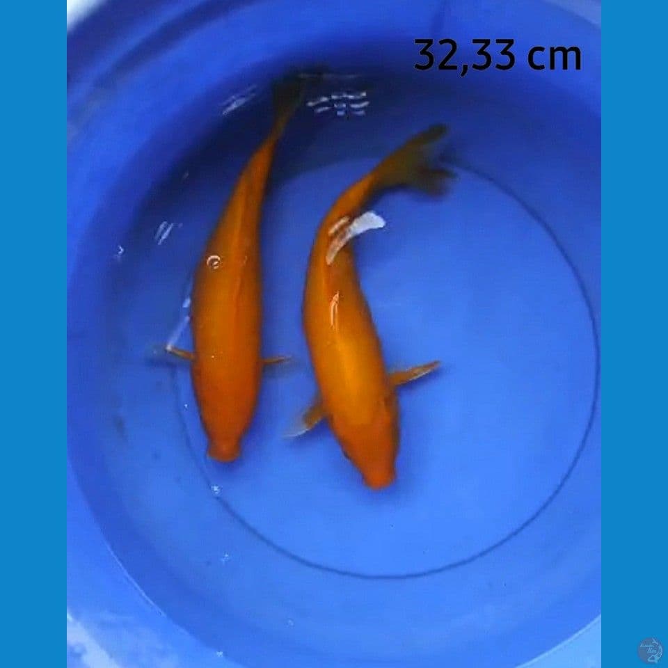 Benigoi strong 32,33 cm 
