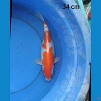 Kohaku gendong telor 34 cm