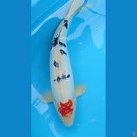 50 cm Jumbo doitsu Jantan