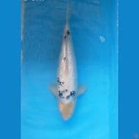 45 cm jumbo ginrin Jantan