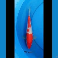 Kohaku strong 27 cm