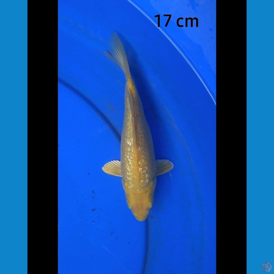 Tamashaba karashi ginrin red eye 17 cm male