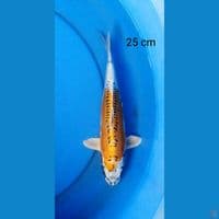 Kiko 25 cm