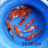kohaku sanke 25-30 cm