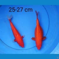 benigoi ginrin merah 25-27 cm