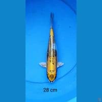 kiko 28 cm