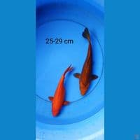 ogon 25-29 cm