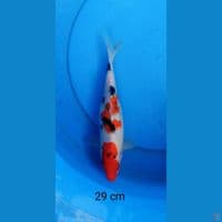 Sanke strong 29 cm