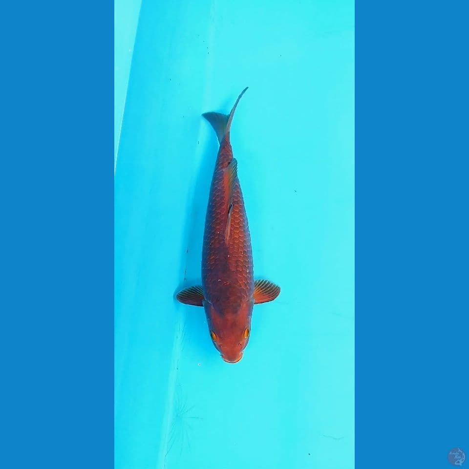 karamel