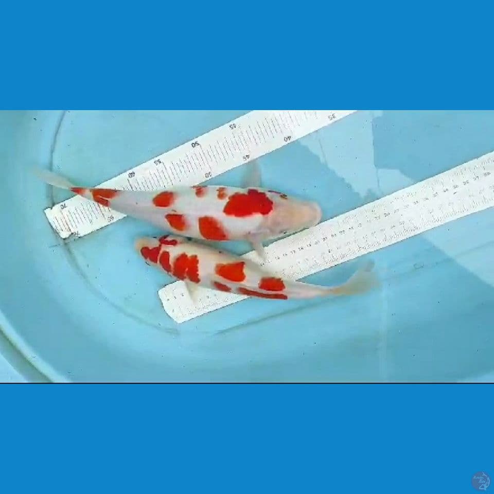 kohaku 30-33cm 2 ekor