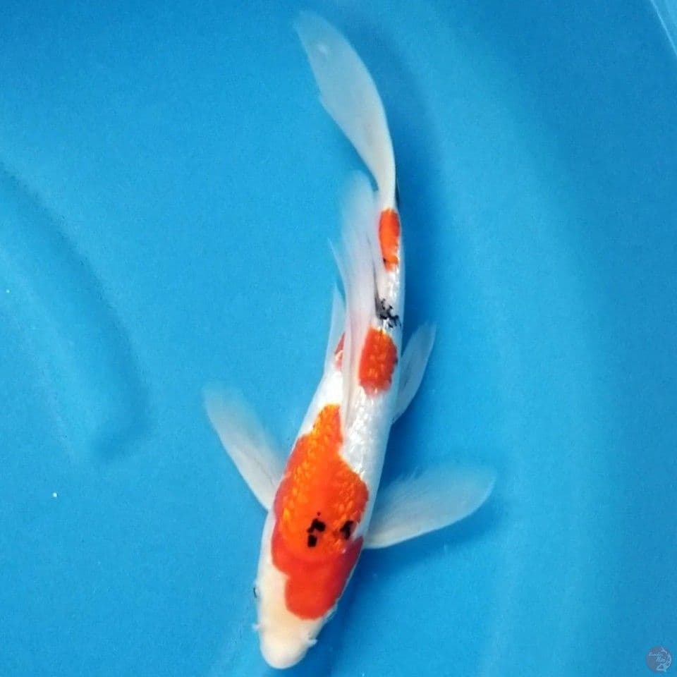 KUMPAY SANKE GINRIN 30 CM
