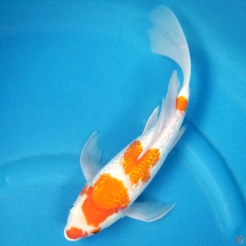KUMPAY KOHAKU GINRIN 35 CM