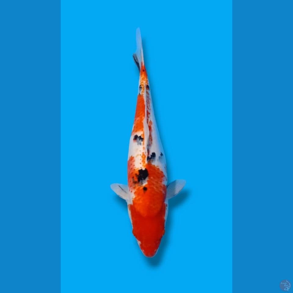 sanke F-46CM