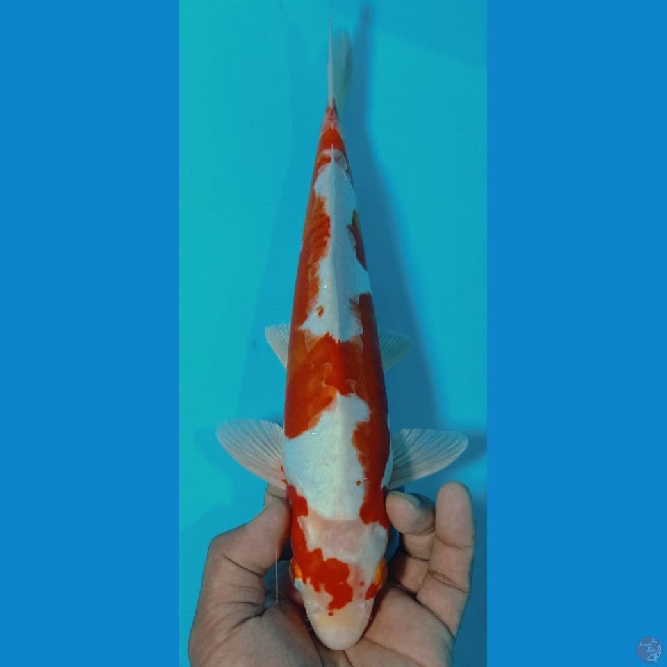 KUSUI 35CM
