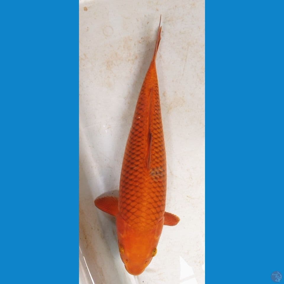 cagoi tembaga 35 cm