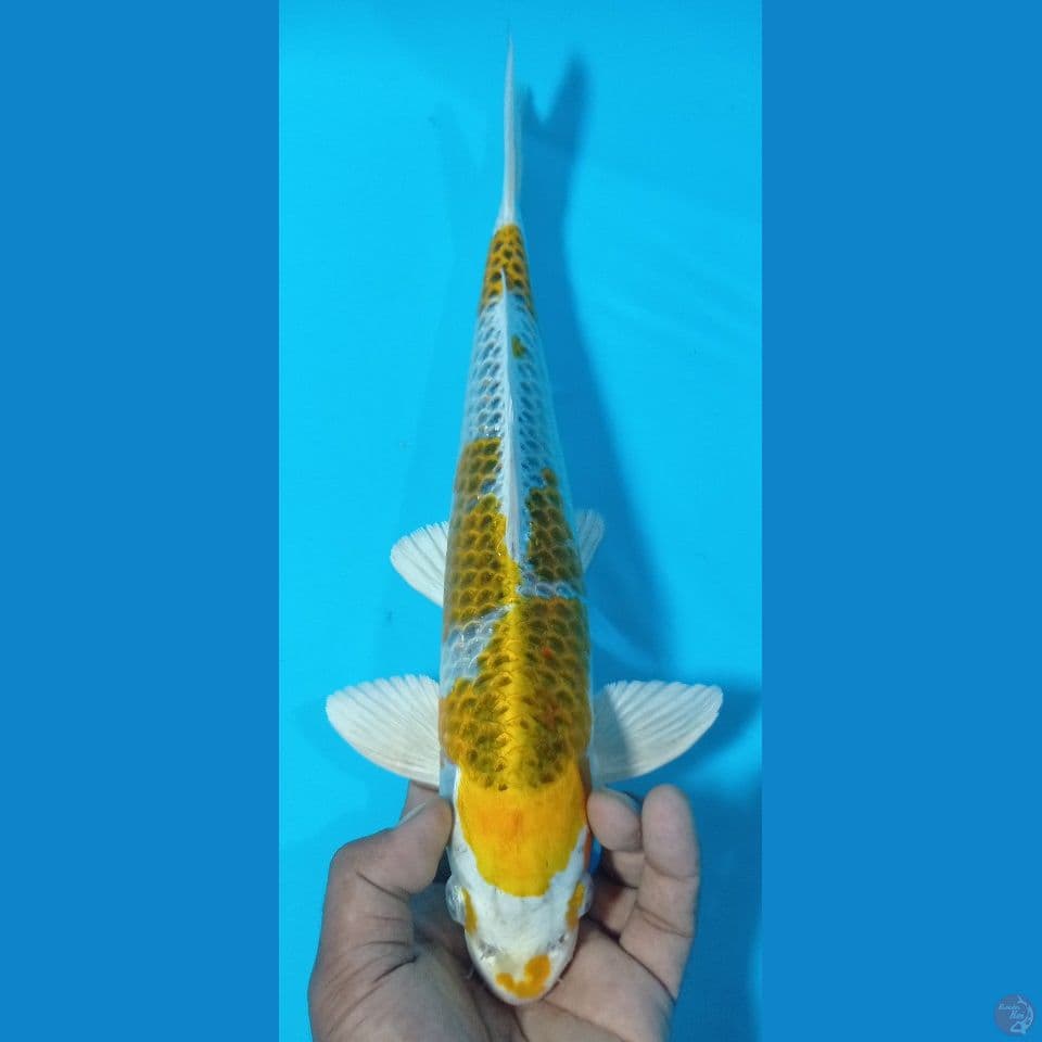 KIRIN KUJAKU 37