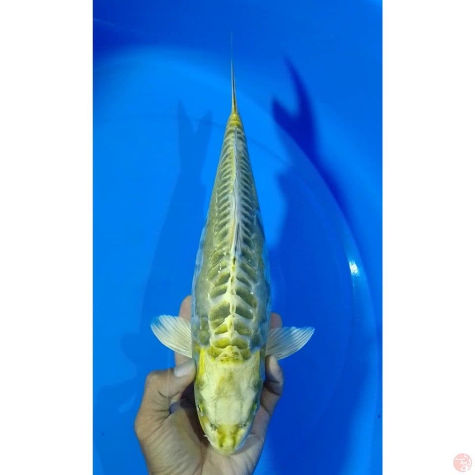 hariwake doitshu size : 35cm