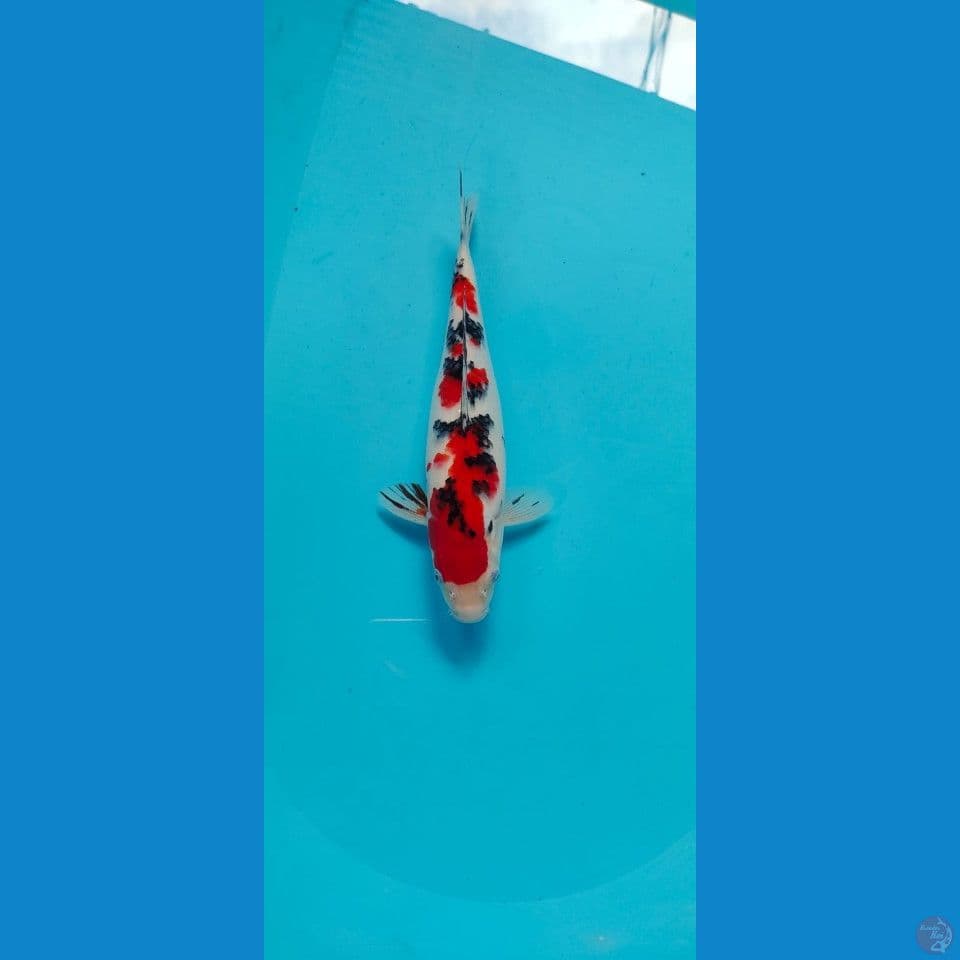 sanke male 33cm