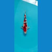 sanke male 33cm